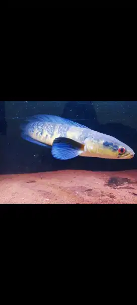Channa Red Barito jumbo 50 cm