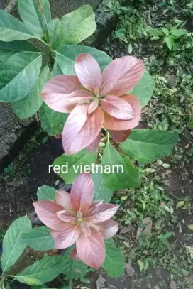 Bibit alpukat red Vietnam di medan