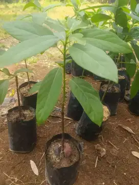 Bibit alpukat Miki di medan