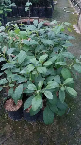 Bibit alpukat HASS di medan