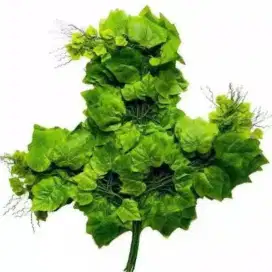 Daun mepel anggur hijau cabang 3