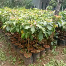 Bibit alpukat aligator di medan