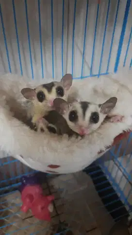 2 Ekor Sugar Glider WF Jantan
