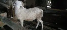 Kambing qurban diatas medium