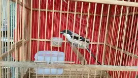 Burung cendet MH gipan