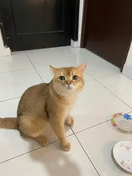 KUCING BSH GOLDEN