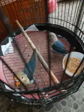 Burung Love bird paud