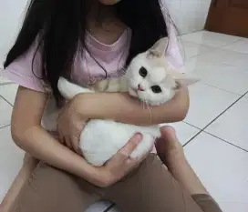 Kitten BSH British Short Hair