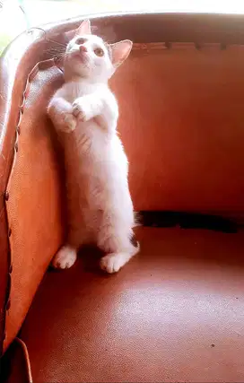 Jual Anak Kucing Munchkin Super Cebol Shorthair Lucuu !!