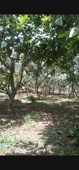 Jual Cepat Tanah Kavling Cibarusah Bekasi