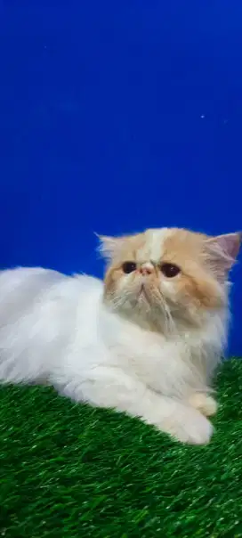 PACAK KUCING PERSIA PEAKNOSE
