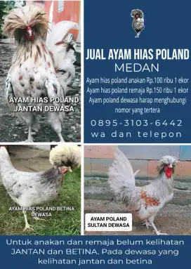 jual ayam hias polan poland polandia jambul sehat asli murah medan