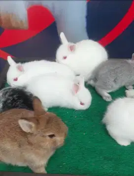 Anakan kelinci netherland dwarf