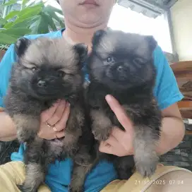 Minipom jantan lucu murah