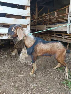 kambing kurban siap kirim