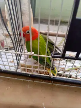 Lovebird termurah green biola balibu