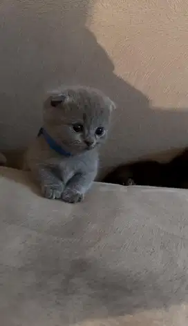 British Shorthair BSH Munchkin