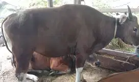 sapi bali qurban 300-400 kiloan siap kurban 2025 cukup umur jamin puas