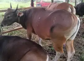 sapi bali qurban 300-400kiloan 2 tahunan layak sapi kurban 2025 manteb