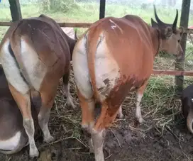 tabungan sapi bali qurban 300-400kiloan 2 thn 2jt/bln 12x kurban 2026