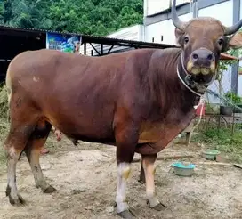 sapi bali qurban 300-400kiloan siap hewan kurban terbaik 2025 jamin ok