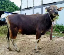 tabungan kurban 1.8jt/bln 12x sapi bali qurban 300-400kiloan jamin top