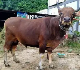 sapi bali 300-400 kiloan siap sapi qurban terbaik rawatan kandang puas