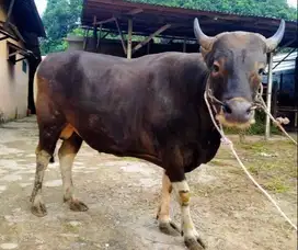 cicilan sapi qurban 1.8jt/bln 12x sapi bali 300kiloan siap kurban 2026