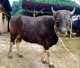 sapi bali 300-400 kiloan siap sapi qurban 2025 jamin manteb rawatan ok