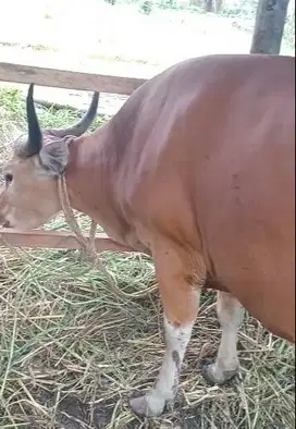 tabungan qurban 2jt/bln 12x sapi bali 350-400 kiloan siap kurban 2026