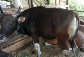 sapi bali 300-400 kiloan siap sapi qurban terbaik 2025 rawatan jaminan