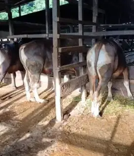 tabungan kurban 2 jt/bln 11x sapi bali 300-400 kilo siap sapi qurban