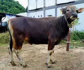 sapi bali 300-400 kiloan siap sapi qurban terbaik 2025 rawatan jaminan
