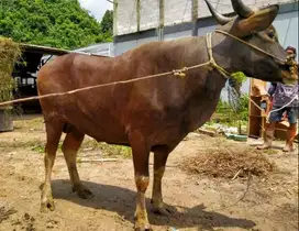 sapi kurban 300-400kiloan ras sapi bali siap qurban terbaik rawatan ok