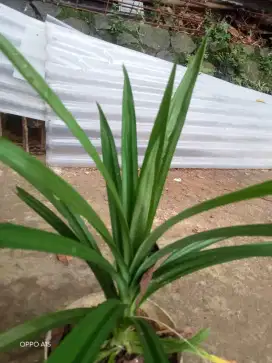 pandan wangi masak