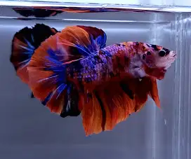 ikan cupang giant nemo bo 5,2 cm
