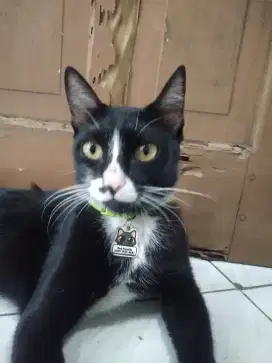 Saya sedang mencari kerja art
