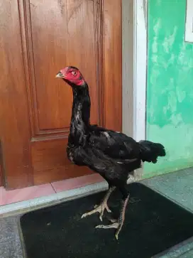 Ayam Bangkok Klasik