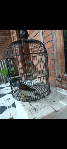Burung perkutut Bangkok sepasang