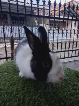 Kelinci lokal dewasa betina  7 bln