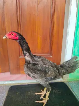 Ayam Bangkok Klasik