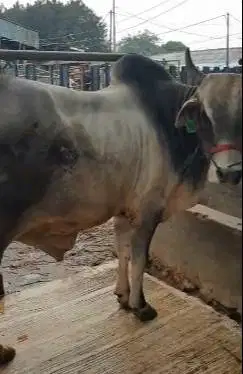 sapi putih punuk 500kiloan timbang real hidup sapi qurban premium 2025