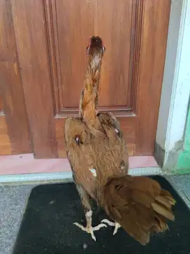 Ayam Bangkok Klasik