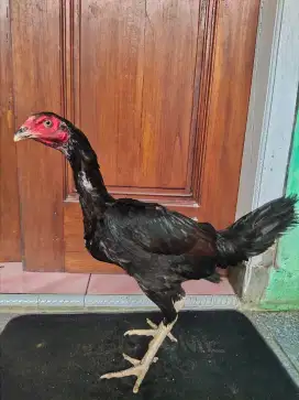 Ayam Bangkok Klasik