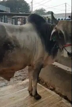 sapi PO peranakan ongole 500kiloan berpunuk siap kurban timbang hidup