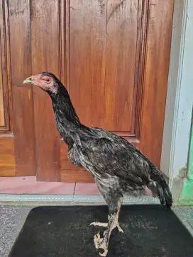 Ayam Bangkok Klasik