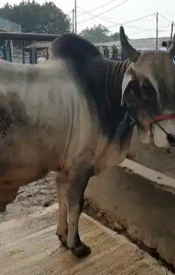 sapi PO Peranakan Ongole 500kiloan timbang hidup siap qurban 2025 puas