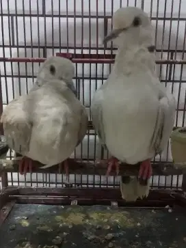 Puter Pelung Jantan Jantan