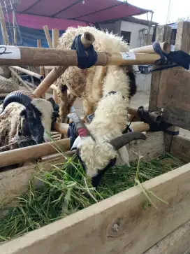 Sapi, domba berkualitas sesuai syariat