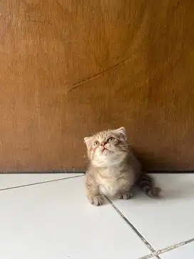 Kucing munchkin gaelic fold